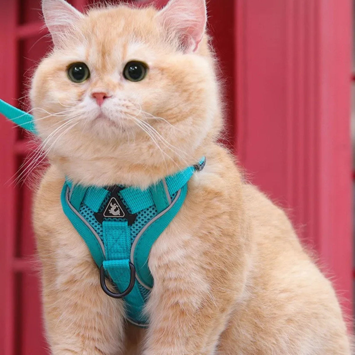 Secure Escape-Proof Cat Harness