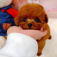 2.0 - A Realistic Pet Toy