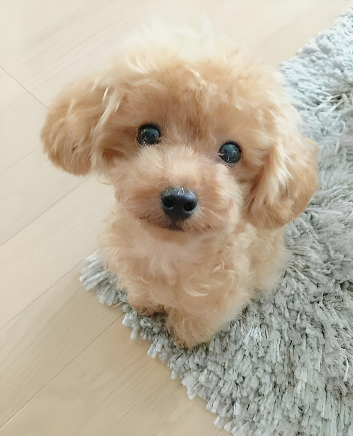 2.0 - A Realistic Pet Toy