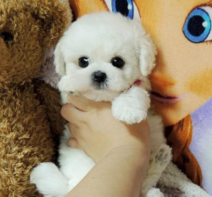 2.0 - A Realistic Pet Toy