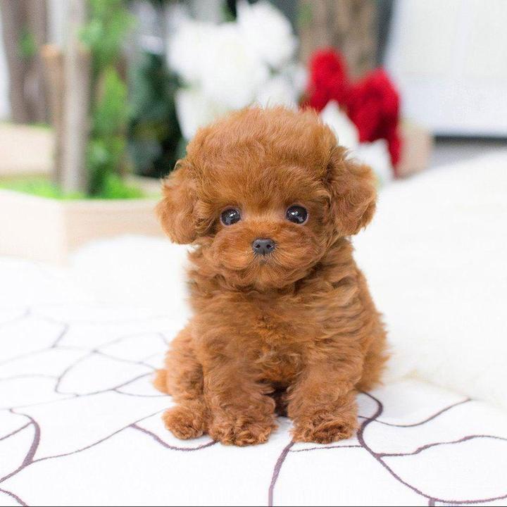 2.0 - A Realistic Pet Toy