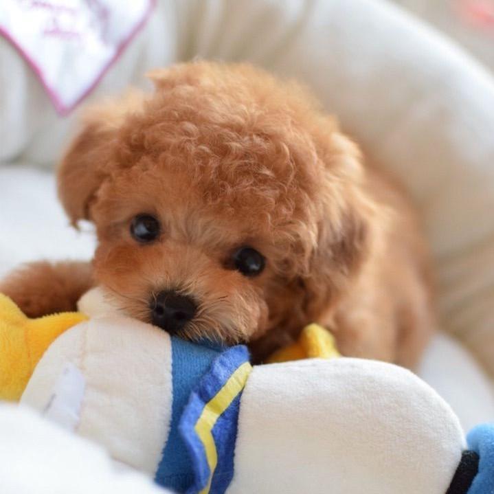 2.0 - A Realistic Pet Toy