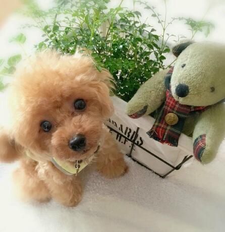 2.0 - A Realistic Pet Toy