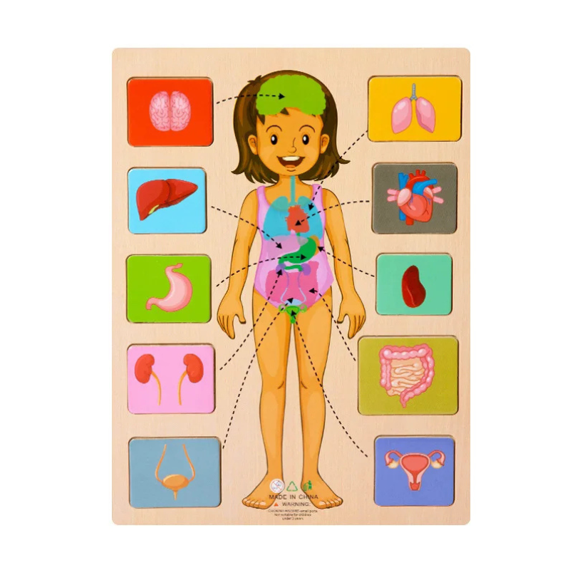Children's Human Body Educational Wooden Jigsaw Puzzle Toy