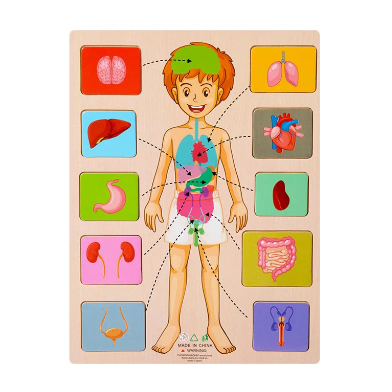 Children's Human Body Educational Wooden Jigsaw Puzzle Toy