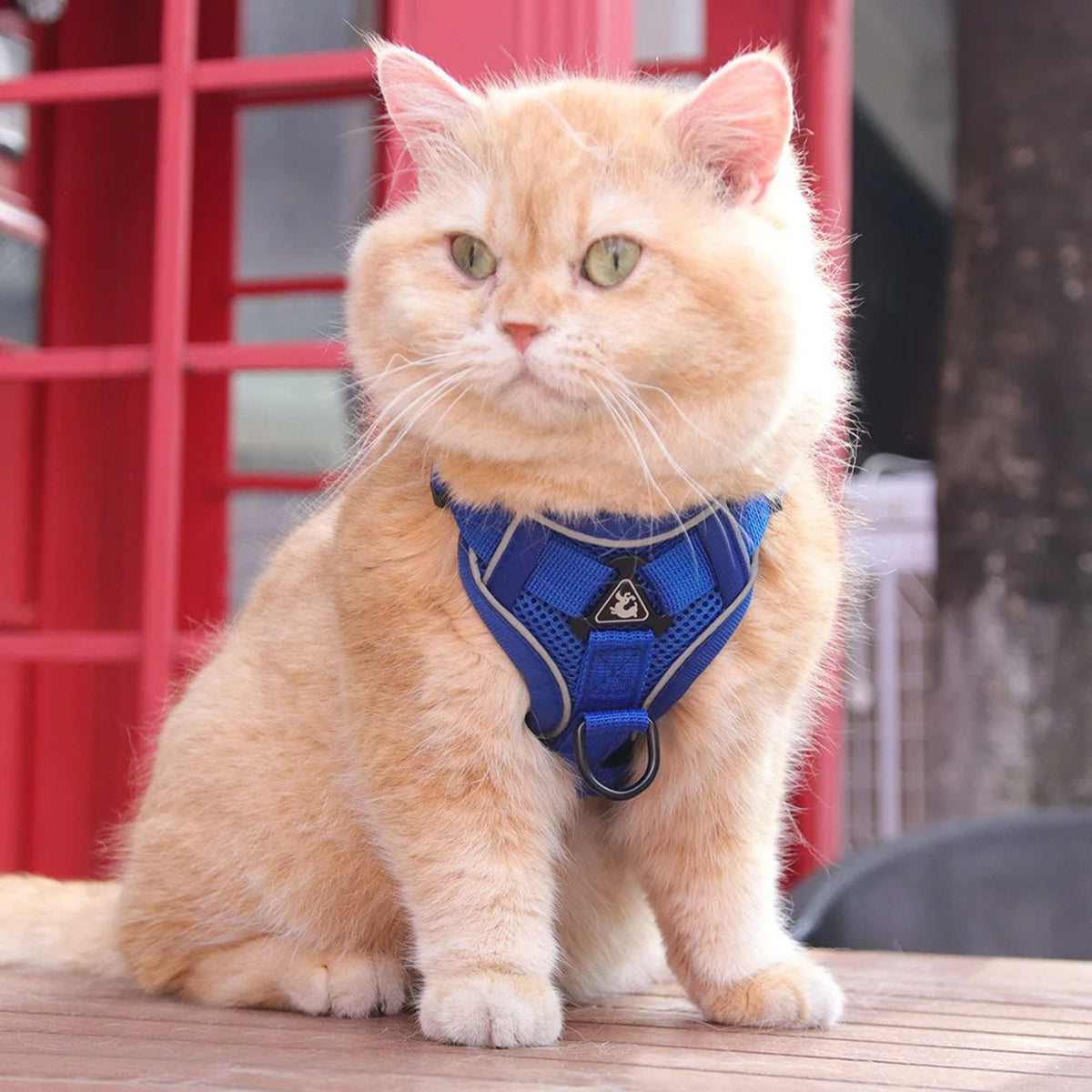 Secure Escape-Proof Cat Harness