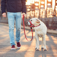 Stress-Free Anti-Barking and Anti-Biting Dog Muzzle Headcollar